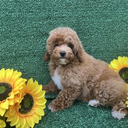 Goldendoodle and Poodle Puppies from Katy's Toy Poodles & Doodles