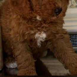 Violet - Red  female Goldendoodle puppy in Mint Hill, North Carolina from DoodleForever