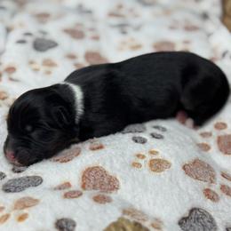 Girl 3 - Black tri-color female Australian Shepherd puppy in Volant, Pennsylvania from Addie's Aussies