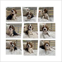 9th Choice - Black white and tan male Beagle puppy in Monticello, Georgia from Beaglelove