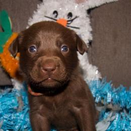 Redwhite collar - Chocolate male Labrador Retriever puppy in Arlington, Washington from Stout's Hunting Labs and trsbullies