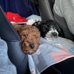 Poodle Puppies from Southern Sunshine Standards
