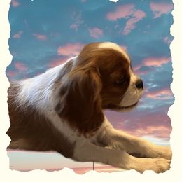 BB - Cavalier King Charles Spaniel