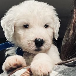 Boy 6 - Gray and white Old English Sheepdog puppy in Syracuse, Indiana from Ridgeruns OES