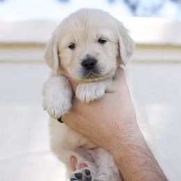 Golden Retriever Puppies from Dani’s Dawgs