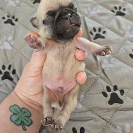 Boy 4 - Fawn male Pug puppy in Auburn, Kentucky from Prentice Family Pugs