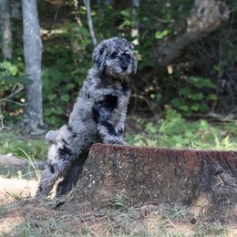 Goldendoodle Puppies from FurEver Friends Doodles