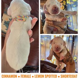 Cinnamon (Lemon Spotted) - White and liver brown female Dalmatian puppy in Salem, Missouri from Paradise Spots Dalmatians