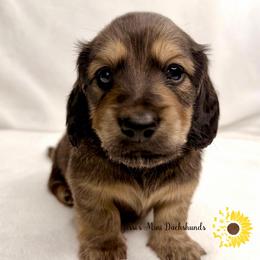 Shaded cream - Cream male Dachshund puppy in Polk County, Florida from Jessi’s Mini Dachshunds