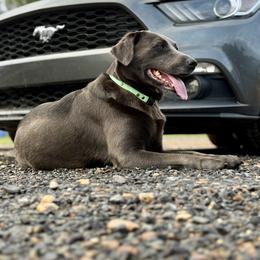 Willow - Labrador Retriever