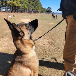 SENUA - Mahogany female Belgian Malinois puppy in Paragould, Arkansas from DANGER CLOSE MALINOIS