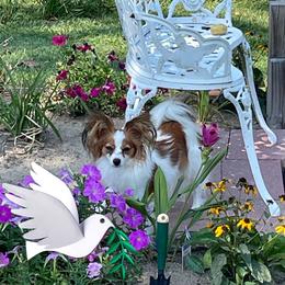 Cassie - Papillon