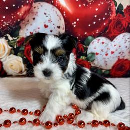 Boy 2   3300 - Black tan and white male Biewer Terrier puppy in Nicholls, Georgia from Southeast Biewers