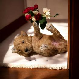 Tiny Aston - Red  male Poodle puppy in Davie, Florida from Dave Poodles
