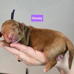 Honey - Red  female Goldendoodle puppy in Summerville, South Carolina from Channys Doodles