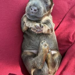 Earl - Blue and cream male Dachshund puppy in New York from T. Rex Doxies & Friends