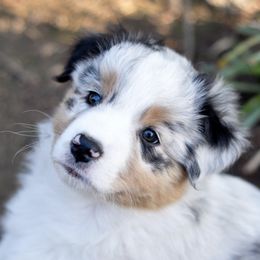 Australian Shepherd Puppies from Ashfall Australian Shepherds