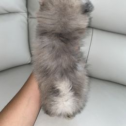 Pomeranian Puppies from Furever Blessed