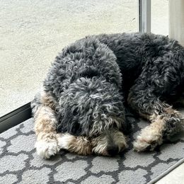 Bernedoodles and Poodles from Orange Blossom Poodles & Doodles