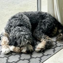 Bernedoodles and Poodles from Orange Blossom Poodles & Doodles