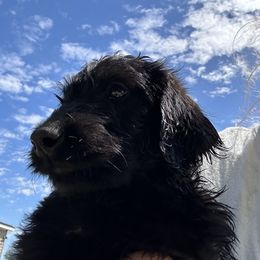 Labradoodle and Poodle Puppies from Hades Flame Kennel