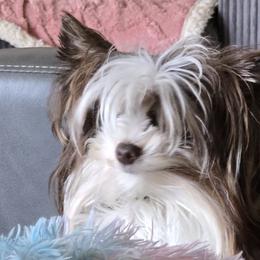 Teddy - Yorkshire Terrier