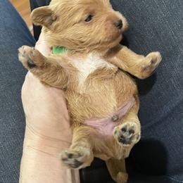 2nd pick boy - Apricot male Schnoodle puppy in Fredericksburg, Virginia from Growing Puppies