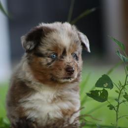Girl 2 - Red merle female Australian Shepherd puppy in Smicksburg, Pennsylvania from Zaneca Aussies