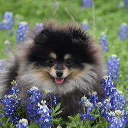 Keeshond and Pomeranian Puppies from Vivid Keeshond and poms