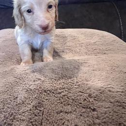Boy 2 - Fawn (isabella) and cream male Dachshund puppy in Caldwell, Idaho from Low Rider Ridge Mini Doxies