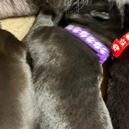 Purple collar girl - Black female German Shepherd puppy in Centralia, Illinois from Janices AKC German Sheperds LLC