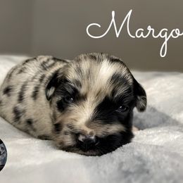 Margo - Blue merle female Miniature Australian Shepherd puppy in Brenham, Texas from Stone N Rose Kennels