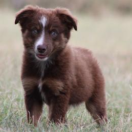Jenga - Red tri female Miniature Australian Shepherd puppy in Quapaw, Oklahoma from Rocky Hill Aussies