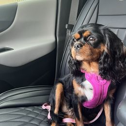 Ruby - Cavalier King Charles Spaniel