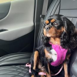 Ruby - Cavalier King Charles Spaniel