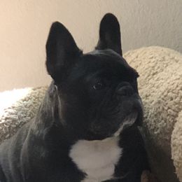 Ellie - French Bulldog