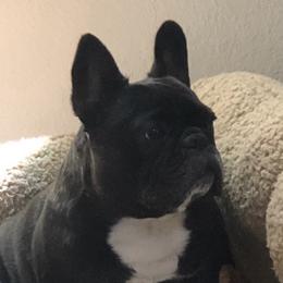 Ellie - French Bulldog