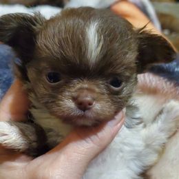 Girl 2 - Chocolate and white female Chihuahua puppy in Oklahoma City, Oklahoma from Teacup Chihuahuas and Friends