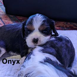 Cavalier King Charles Spaniel Puppies from Poor Ridge Ranch