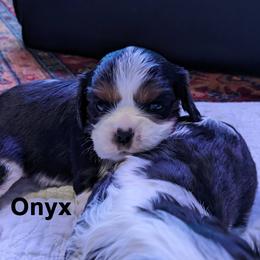 Cavalier King Charles Spaniel Puppies from Poor Ridge Ranch