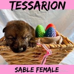 Tessarion - Sable female German Shepherd puppy in Lewisburg, Kentucky from RED’s German Shepherds