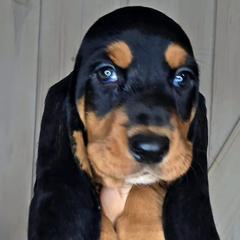 Basset Hounds from Florida Family Basset Hounds