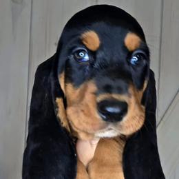Basset Hounds from Florida Family Basset Hounds