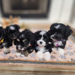 Havanese Puppies from Havanese Cuban Cuties