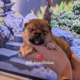 MOTO - Red male Shiba Inu puppy in Minnesota from BonsaiShibas