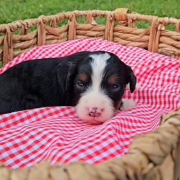 Tanner - Tri-color male Bernedoodle puppy in Russell Springs, Kentucky from 270 Doodles