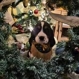 Rudolph aka Ruddy - Black white and tan male English Springer Spaniel puppy in Cookeville, Tennessee from Krossroads Kennel