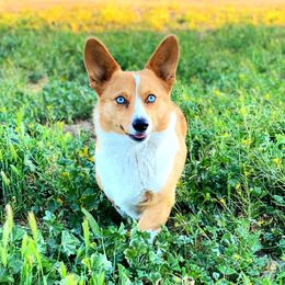 Noodle - American Corgi