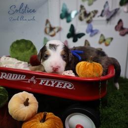 Solstice 10th pick - Blue merle male Bernedoodle puppy in Fort Myers, Florida from Little Golden Farm