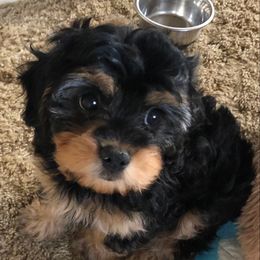 Assorted Doodle Crosses, Cavachons, Cavalier King Charles Spaniels, and Cavapoos from Prairie Puppies